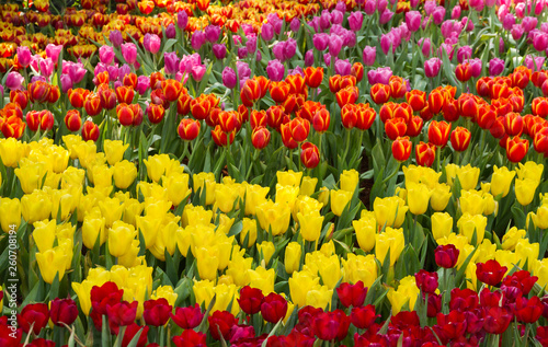 Flower tulips background. Beautiful view of tulips in fog landscape at the middle of spring or summer.