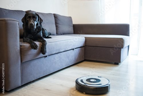 cane sul divano durante pulizia con robot aspirapolvere photo