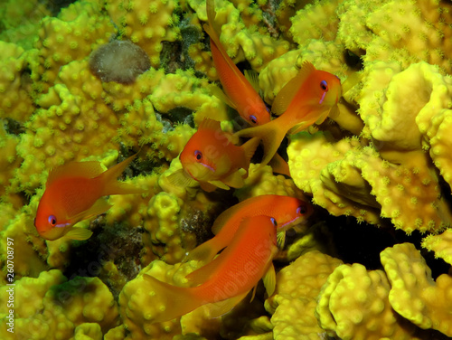 Lyretail anthias (Pseudanthias squamipinnis) photo