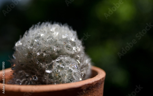 Nice cactus with droplet  Mammillaria plumosa