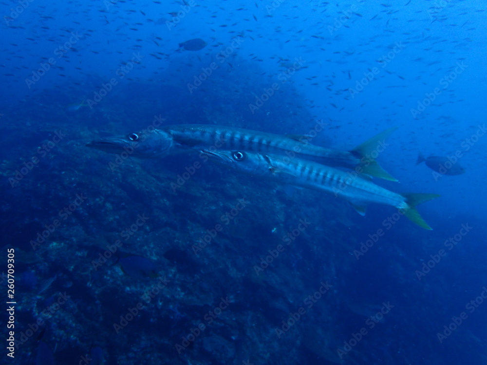 Fototapeta premium インド洋を泳ぐバラクーダ