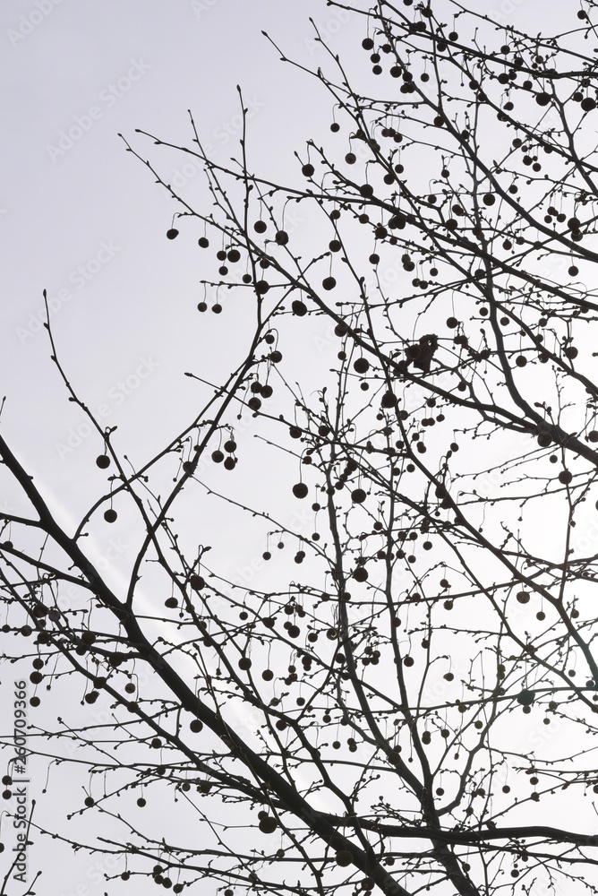Barren platanus tree branches and its fruits