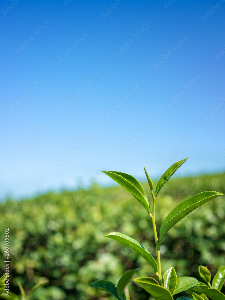 Closeup green tea leaves in tea plantation background. Closeup green tea leaves in tea plantation background.