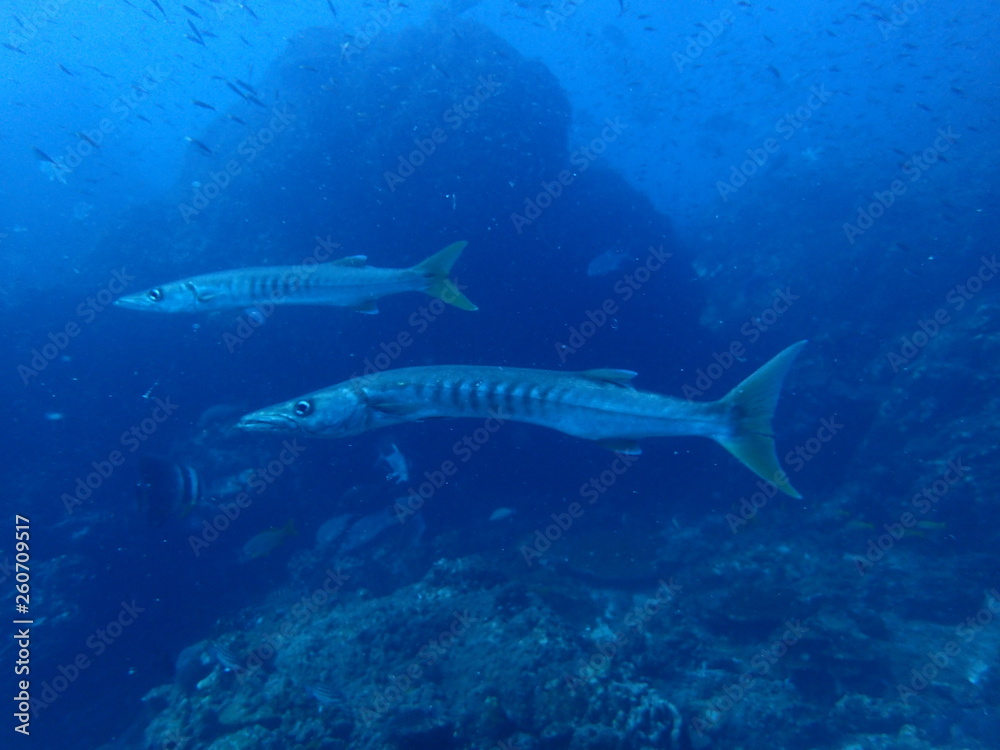 Naklejka premium インド洋を泳ぐバラクーダ
