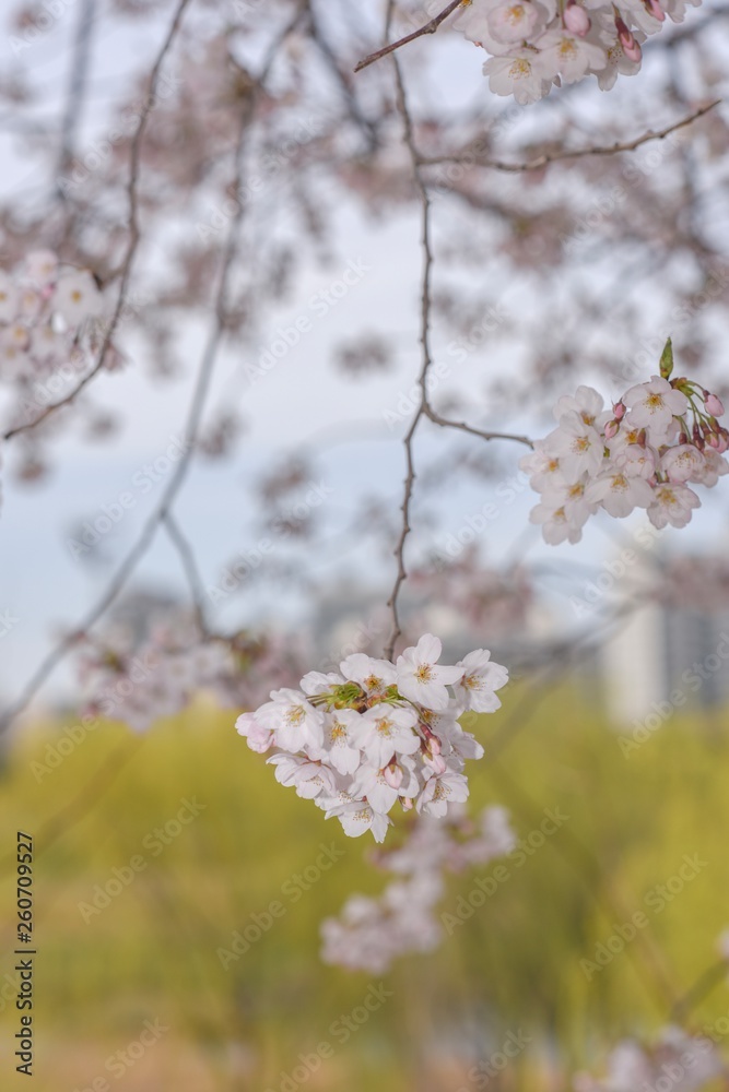 Close-up image of cherry blossoms in 2019 Close-up image of cherry blossoms in 2019