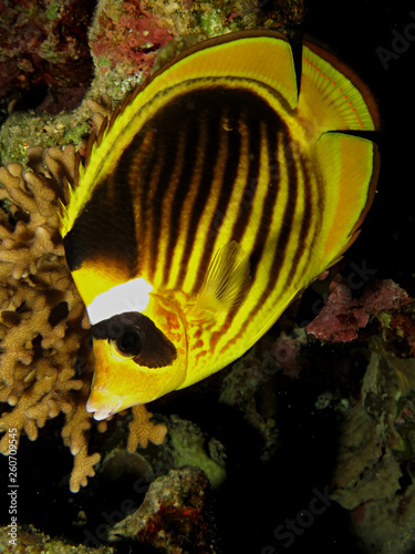 Red Sea Raccoon Butterflyfish (Chaetodon fasciatus) photo