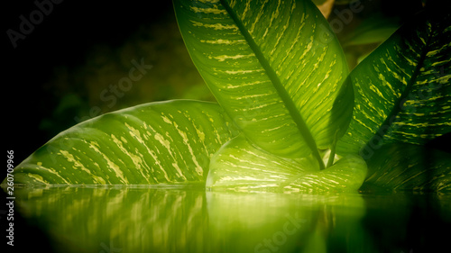 green palm leaves with reflection in dark water