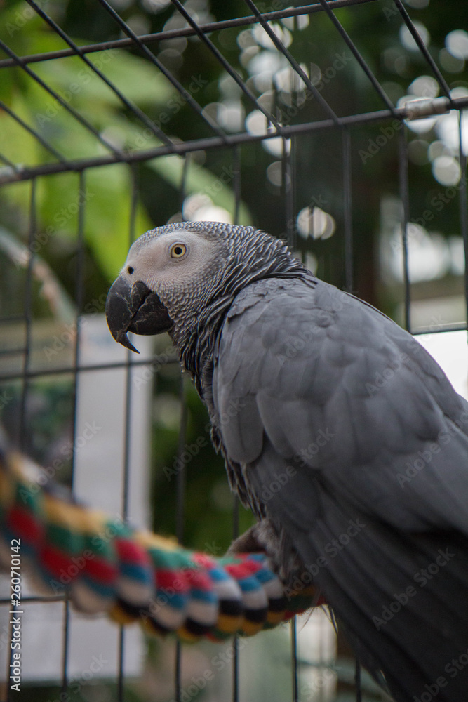 Obraz premium parrot in cage