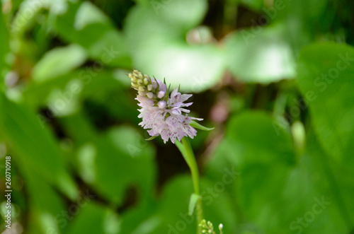white flower with purple dots and green leaves