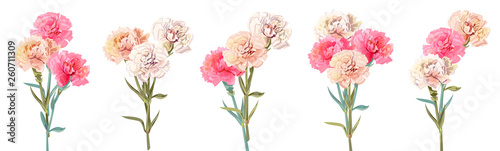 Set bouquets of carnation schabaud. White, pink, red flowers, white background. Digital draw, illustration for Mother's Day, Victory day in watercolor style, panoramic view, vintage, vector