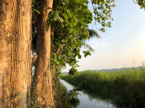 Fototapeta Naklejka Na Ścianę i Meble -  Teak tree forest with blue sky nature background