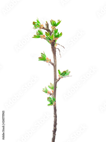 fresh branch of new plant stem isolated