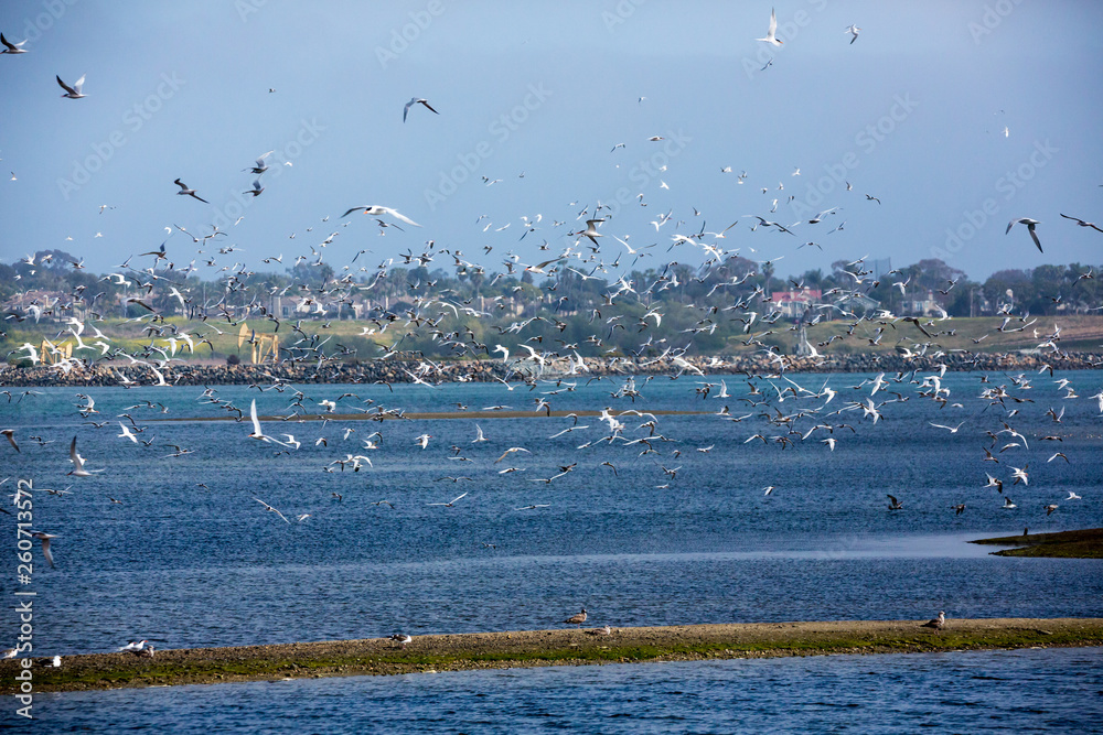 Large group of terns looking for mates during breeding season