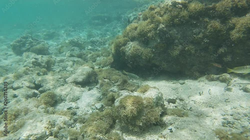 Poisson exotiques fond marin Guadeloupe France
