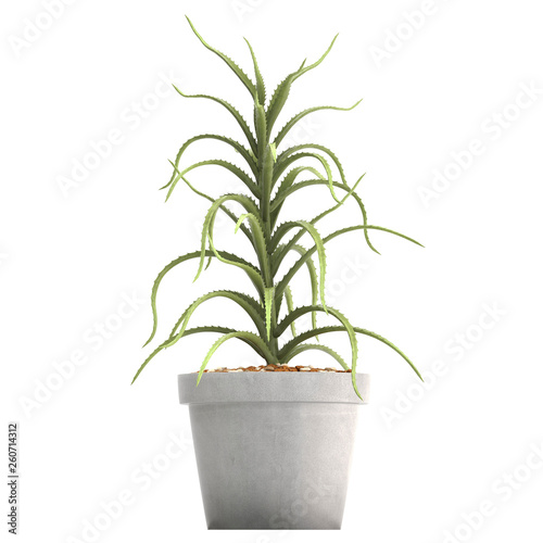 Aloe in pot	
