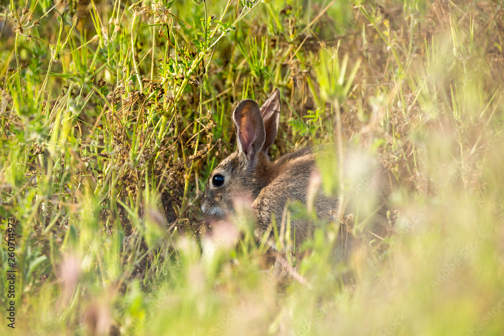 Young rabbit hides in tall grass while eating dinner Young rabbit hides in tall grass while eating dinner