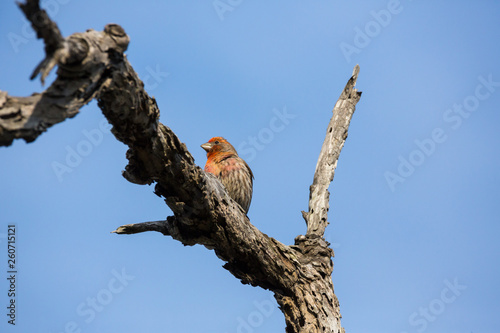 Red house finch perches on a branch watching warily photo