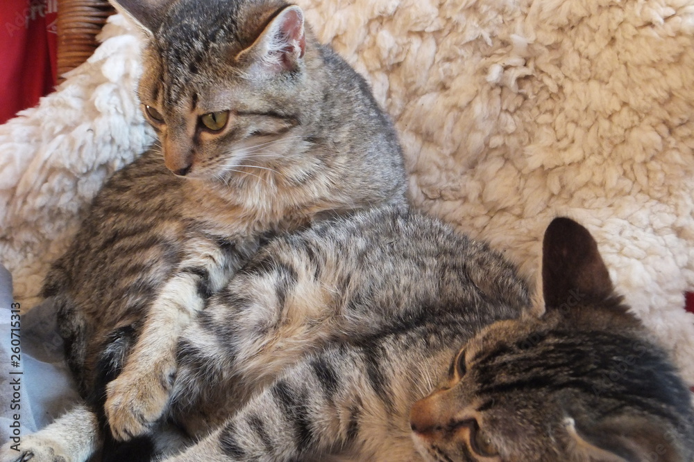 katzengeschwister katzengeschwister