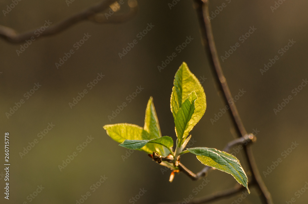 BEAUTIFUL SPRING IN THE MORNING - Young leaves in the sun BEAUTIFUL SPRING IN THE MORNING - Young leaves in the sun