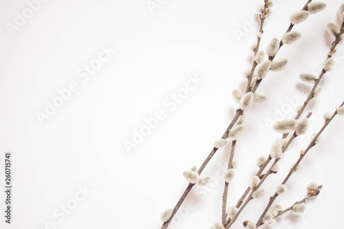 Willow on a white background for Palm Sunday. Willow catkins on white background copy space easter, willow twigs