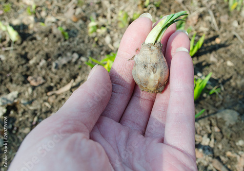 small flower bulb in female hands. Agriculture