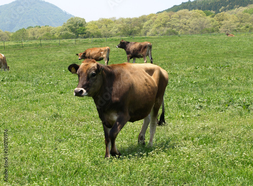 放牧の牛