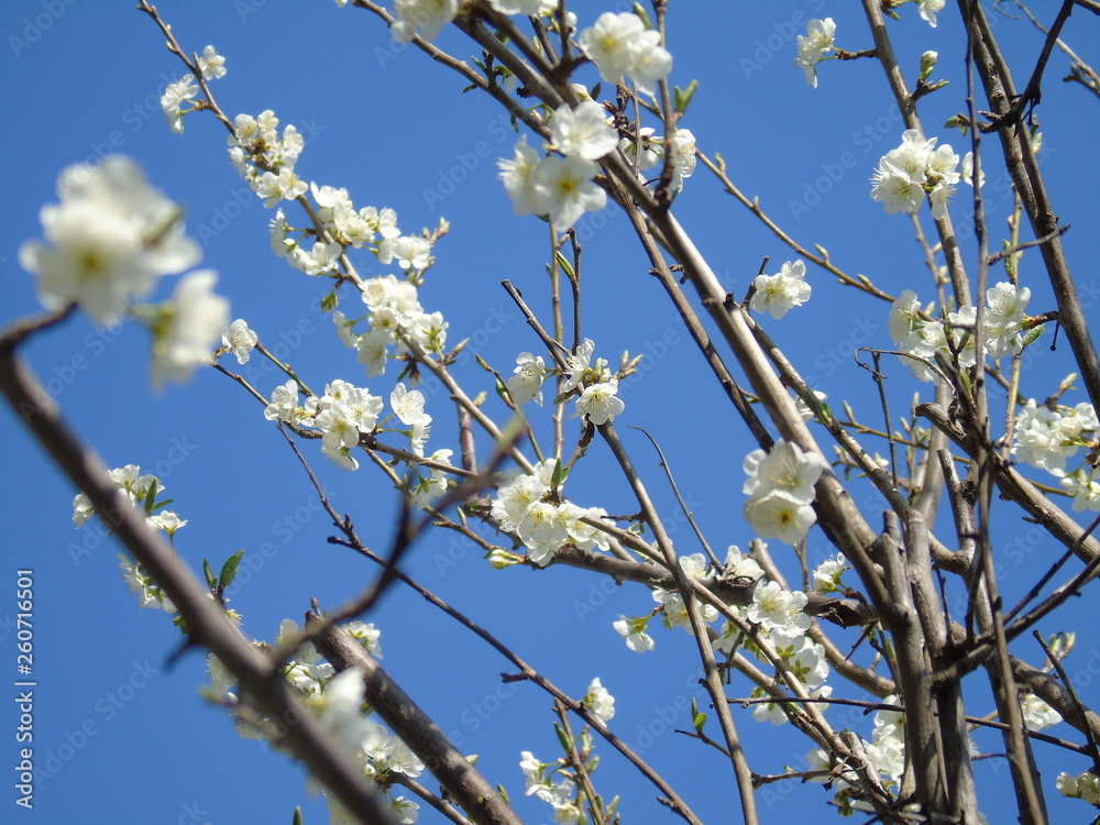 Liguria, Italy – 04/03/2019: Beautiful caption of the fruits tree and other different  plants with first amazing  white and yellow flowers in the village and an incredible blue sky in the background. 