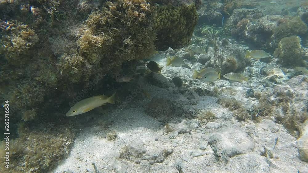 Poisson exotiques fond marin Guadeloupe France