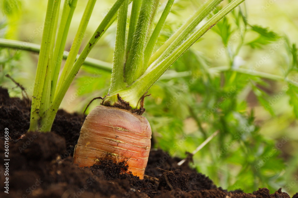 Juicy carrots in the garden fresh harvest,orange Roots