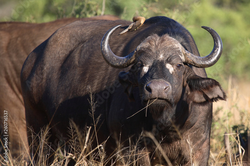 Kaffernb  ffel und Rotschnabel-Madenhacker   Buffalo and Red-billed oxpecker   Syncerus caffer et Buphagus erythrorhynchus