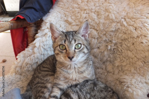 babycat vor schaffell