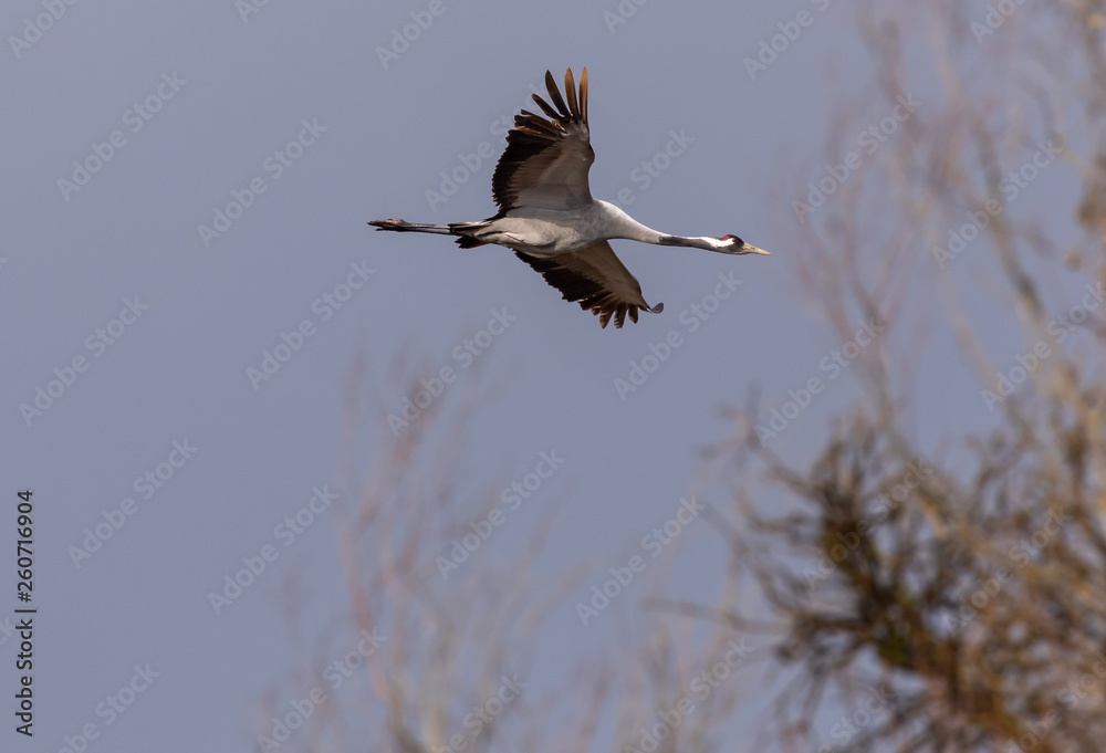 Obraz premium Cranes in flight
