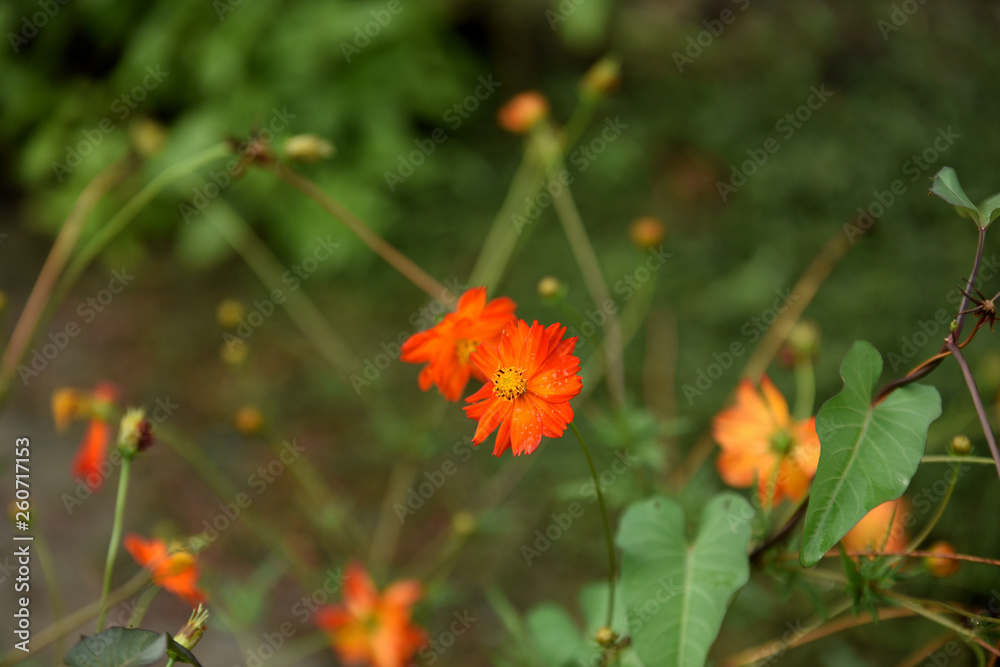 .Beautiful flowers in the garden Blooming in the summer.Landscaped Formal Garden.	