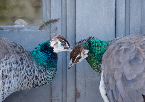 Dos pavos reales hablándose al oído