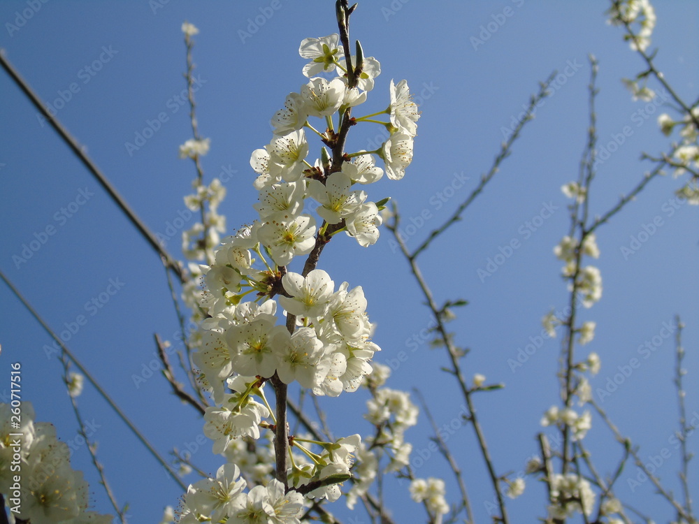 Liguria, Italy – 04/03/2019: Beautiful caption of the fruits tree and other different plants with first amazing white and yellow flowers in the village and an incredible blue sky in the background. Liguria, Italy – 04/03/2019: Beautiful caption of the fruits tree and other different plants with first amazing white and yellow flowers in the village and an incredible blue sky in the background.