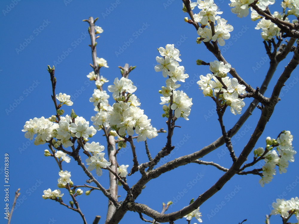 Liguria, Italy – 04/03/2019: Beautiful caption of the fruits tree and other different  plants with first amazing  white and yellow flowers in the village and an incredible blue sky in the background. 