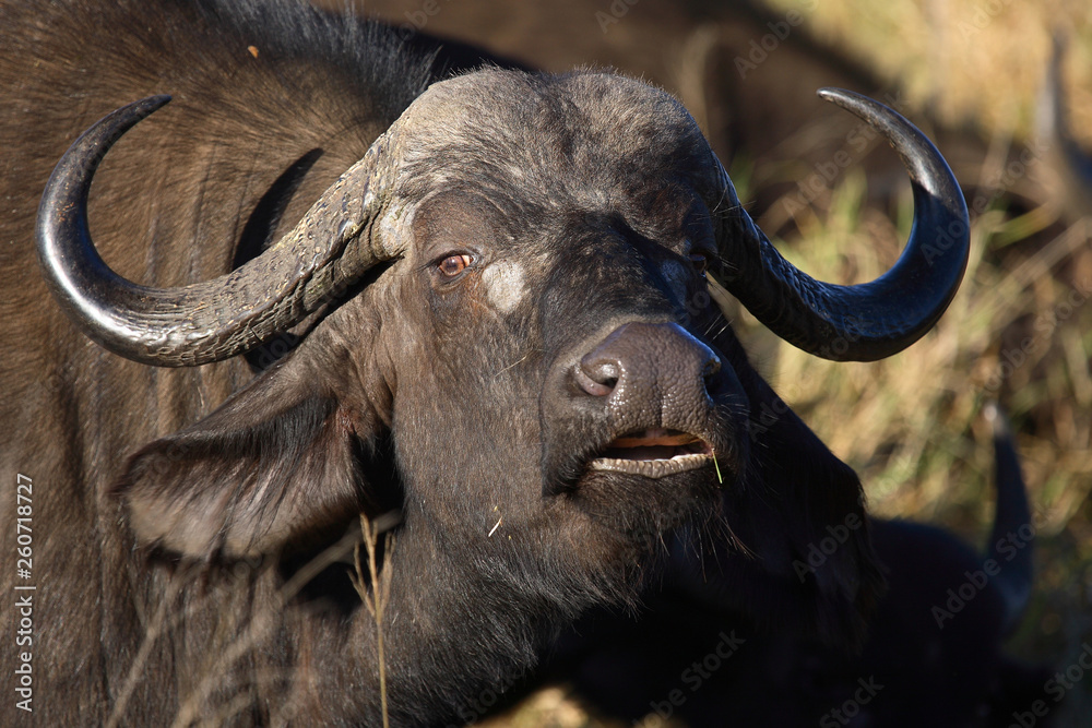 Fototapeta premium Kaffernbüffel / Buffalo / Syncerus caffer