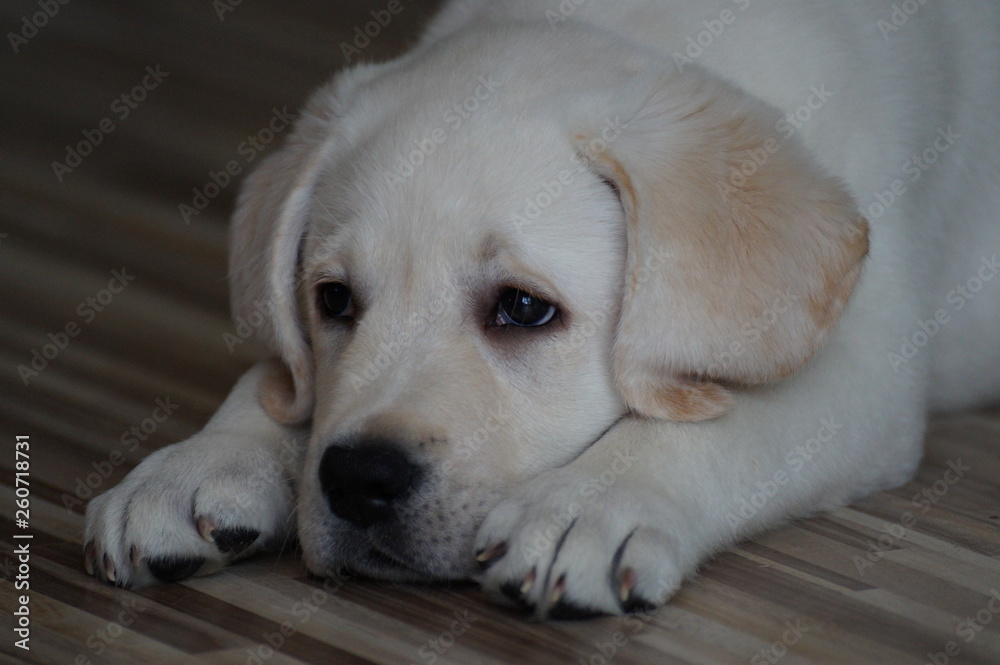 white labrador puppy lying on the floor white labrador puppy lying on the floor