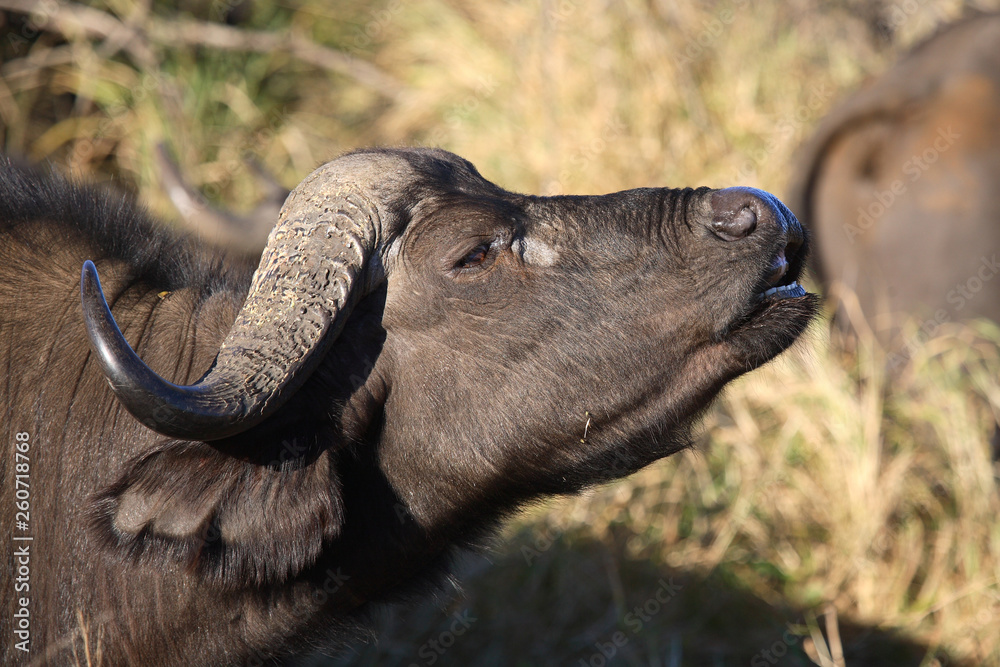 Kaffernbüffel / Buffalo / Syncerus caffer Kaffernbüffel / Buffalo / Syncerus caffer
