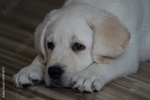 white labrador puppy lying on the floor