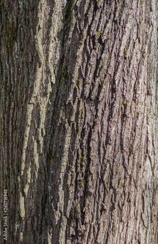 diagonal tree bark texture on a sunny day