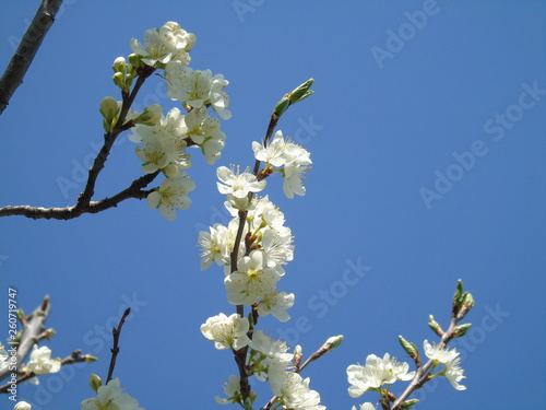 Liguria, Italy – 04/03/2019: Beautiful caption of the fruits tree and other different plants with first amazing white and yellow flowers in the village and an incredible blue sky in the background. 