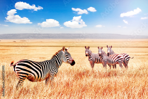 Group of wild zebras in the African savanna against the beautiful blue sky with white clouds. Wildlife of Africa. Tanzania. Serengeti national park. African landscape.