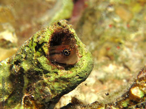 Red Sea combtooth blenny. (Ecsenius dentex) photo