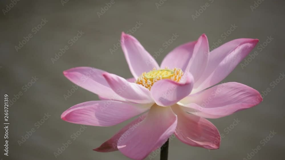 beautiful blooming lotus flower beautiful blooming lotus flower