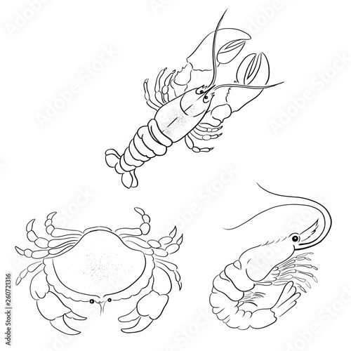 Seafish animal vector illustration