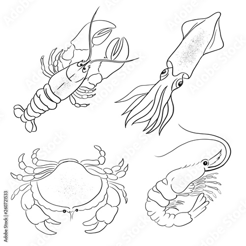 Seafish animal vector illustration