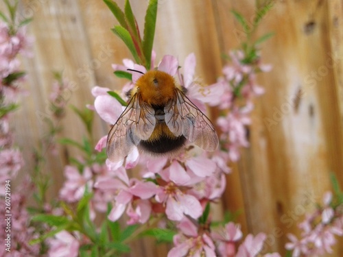 Bumblebee pollinates flowers. This beautiful photo of a pretty bumblebee was taken by a regular Samsung phone.