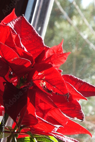 weihnachtsstern auraaufnahme