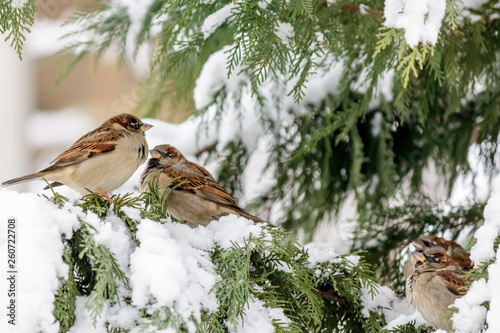 White-throated Sparrows (Zonotrichia albicollis) Sitting on a Fir Tree Branch Covered With Snow 